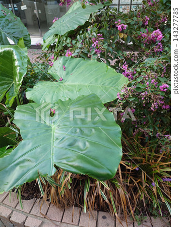 Alocasia leaves and crape myrtle with water droplets on them Alocasia leaves and crape myrtle with water droplets on them 143277785