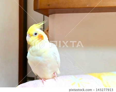 放鬆的手持玄鳳鸚鵡 143277913
