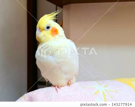 放鬆的手持玄鳳鸚鵡 143277914