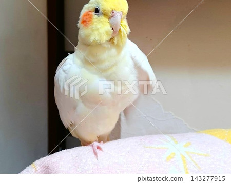 放鬆的手持玄鳳鸚鵡 放鬆的手持玄鳳鸚鵡 143277915