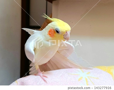 放鬆的手持玄鳳鸚鵡 放鬆的手持玄鳳鸚鵡 143277916