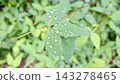 Desmodium paniculatum leaves 143278465