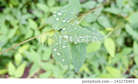 Desmodium paniculatum leaves Desmodium paniculatum leaves 143278465