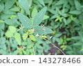 Leaves and flowers of Desmodium paniculatum 143278466