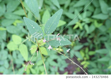 Leaves and flowers of Desmodium paniculatum Leaves and flowers of Desmodium paniculatum 143278466