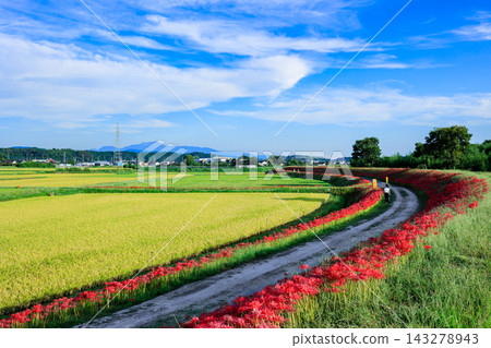 鹿兒島縣伊佐市小口太田的蜘蛛百合和成熟的稻田,映襯著藍天白雲。 鹿兒島縣伊佐市小口太田的蜘蛛百合和成熟的稻田,映襯著藍天白雲。 143278943