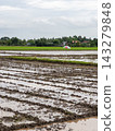 Muddy flooded rice field prepared for agricultural planting 143279848