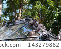 Urban Pigeons Gathering on Dirty Glass Roof Showing Bird Droppings and Common Sanitation Problems in City Environment 143279882