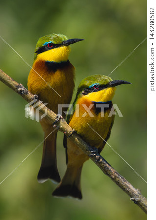Two little bee-eaters with catchlights on branch Two little bee-eaters with catchlights on branch 143280582