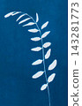 Wild grass created using the cyanotype technique. Abstract Cyanotype Botanical Texture in Blue and White 143281773