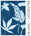 Tree leaves in blue print background. Cyanotype illustration. Autumn ornament 143281784