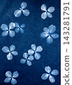 Sun printing, or cyanotype. Plants are arranged on watercolor paper coated with a special light-sensitive solution, resulting in a print with a rich 143281791