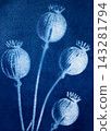 Sun printing, or cyanotype. Plants are arranged on watercolor paper coated with a special light-sensitive solution, resulting in a print with a rich 143281794