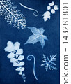 Sun printing, or cyanotype. Plants are arranged on watercolor paper coated with a special light-sensitive solution, resulting in a print with a rich 143281801