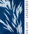Sun printing, or cyanotype. Plants are arranged on watercolor paper coated with a special light-sensitive solution, resulting in a print with a rich 143281803