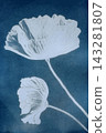 Sun printing, or cyanotype. Plants are arranged on watercolor paper coated with a special light-sensitive solution, resulting in a print with a rich 143281807