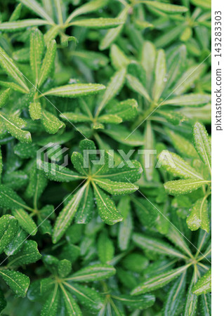 Vivid green plant cluster. Vibrant green leaves forming symmetrical star patterns Vivid green plant cluster. Vibrant green leaves forming symmetrical star patterns 143283303