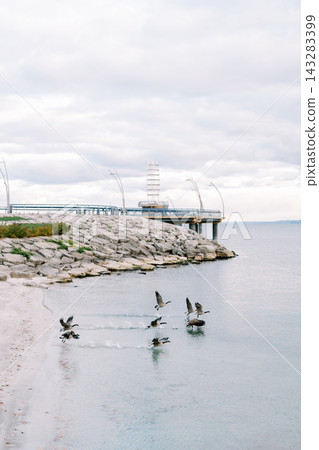 Wild geese settle on rocky coast with gentle ripples and muted sky background Wild geese settle on rocky coast with gentle ripples and muted sky background 143283399