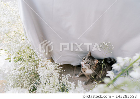 Tabby Cat Sitting Among Baby's Breath Flowers Tabby Cat Sitting Among Baby's Breath Flowers 143283558