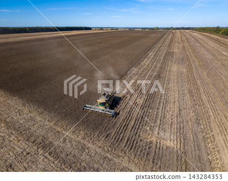 Combine harvester cuts sunflower crop across broad field, leaving rows of dry stalks behind. Agricultural machine works among mature plants beneath clear blue sky, harvesting sunflower seeds. 143284353