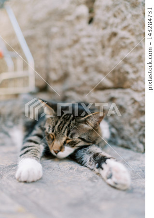 Restful feline moment. Calm cat relaxes on warm stone. Contented cat naps peacefully on sunkissed rocky surface 143284731