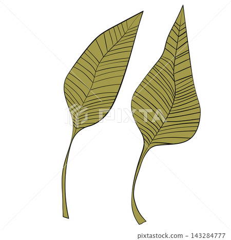 Isolated leaves. Floral set based on traditional folk art ornaments. Doodle style. Vector illustration. Simple minimalistic nature element Isolated leaves. Floral set based on traditional folk art ornaments. Doodle style. Vector illustration. Simple minimalistic nature element 143284777