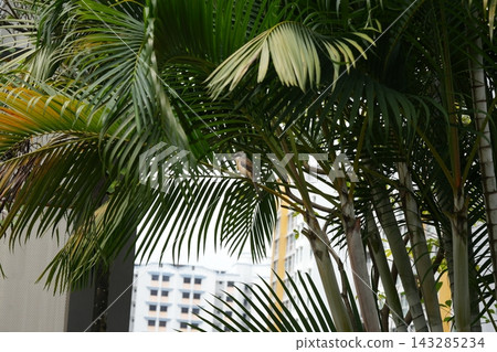 Bird Perched on Palm Tree Branches in Urban Setting 143285234