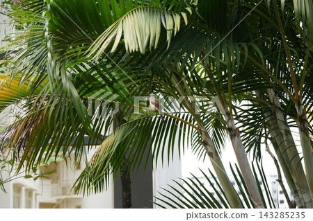 Bird perched in palm tree vibrant tropical nature scene 143285235