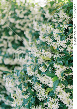 Gentle scene showcasing jasmine blossoms woven with smooth green leaves in garden Gentle scene showcasing jasmine blossoms woven with smooth green leaves in garden 143285444