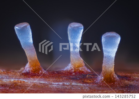 Microscopic mushroom with beautiful branches 143285752
