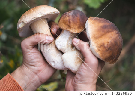 a mushroom picker holds in his hands edible mushrooms found in the forest a mushroom picker holds in his hands edible mushrooms found in the forest 143286950
