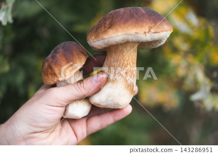 a mushroom picker holds in his hands edible mushrooms found in the forest a mushroom picker holds in his hands edible mushrooms found in the forest 143286951