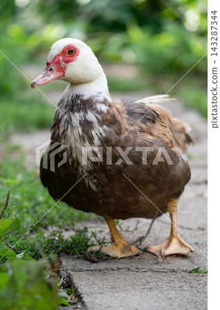 Full body portrait of a Muscovy duck standing on a path Full body portrait of a Muscovy duck standing on a path 143287344