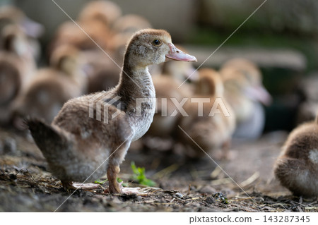 Young duckling standing on the ground in a farmyard Young duckling standing on the ground in a farmyard 143287345