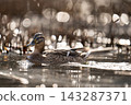 Artistic portrait of a female mallard duck in shimmering water 143287371