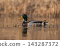 Male mallard duck (Anas platyrhynchos) swimming among reeds 143287372
