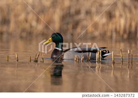 Male mallard duck (Anas platyrhynchos) swimming among reeds Male mallard duck (Anas platyrhynchos) swimming among reeds 143287372