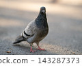 Close up of grey pigeon standing on ground in sunlight 143287373