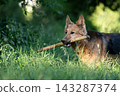 German Shepherd dog holding a wooden stick in its mouth outdoors 143287374