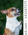 Cute Jack Russell Terrier standing on hind legs outdoors 143287375