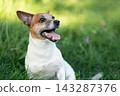 Close-up profile portrait of a happy Jack Russell Terrier 143287376