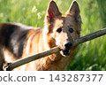 German Shepherd dog holding a wooden stick in its mouth outdoors 143287377