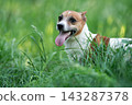 Full body profile of Jack Russell Terrier standing in green grass 143287378