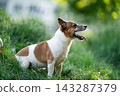 Happy Jack Russell Terrier sitting on green grass outdoors 143287379