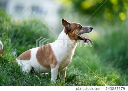 Happy Jack Russell Terrier sitting on green grass outdoors Happy Jack Russell Terrier sitting on green grass outdoors 143287379