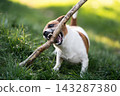 Active Jack Russell Terrier dog playing with a stick outdoors 143287380