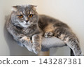 A beautiful purebred Scottish Fold cat with orange eyes resting on a grey cat tree tower in a modern apartment. 143287381