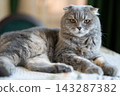 Beautiful Scottish Fold cat lying on table looking at camera 143287382