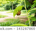 Cicada shells perched on leaves 143287860
