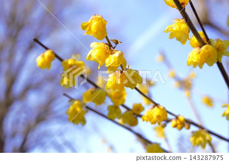 The yellow flowers of the winter sweet stand out against the early spring blue sky. The yellow flowers of the winter sweet stand out against the early spring blue sky. 143287975